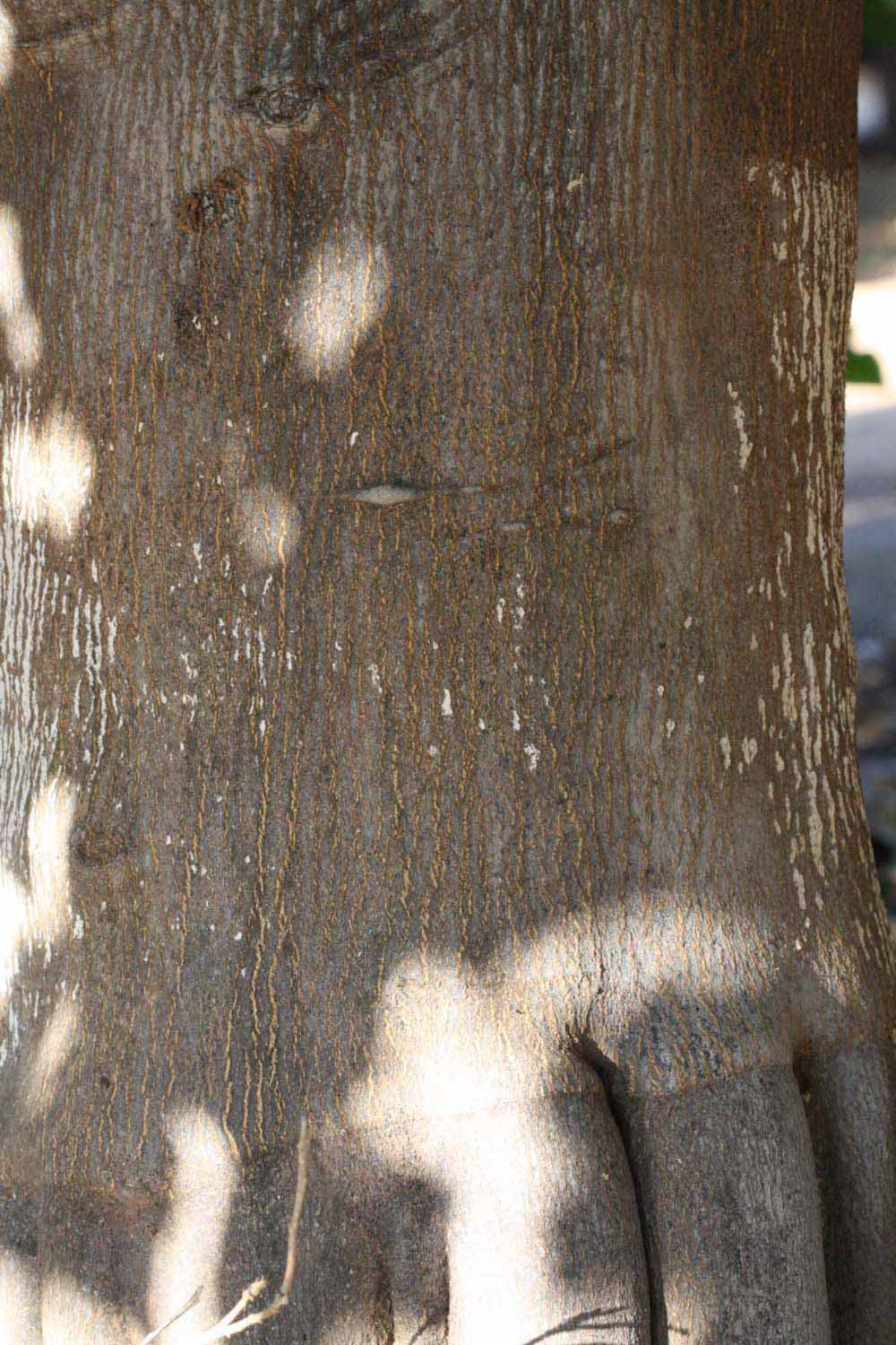            Bark (Riverside, CA)   